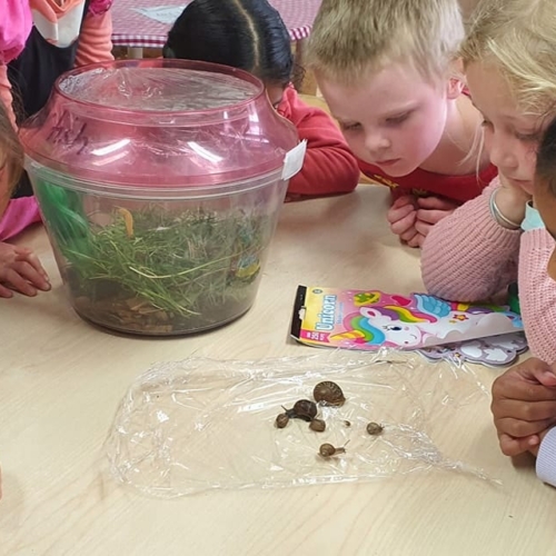 JigSaw Preschool - Preschoolers inspecting snails